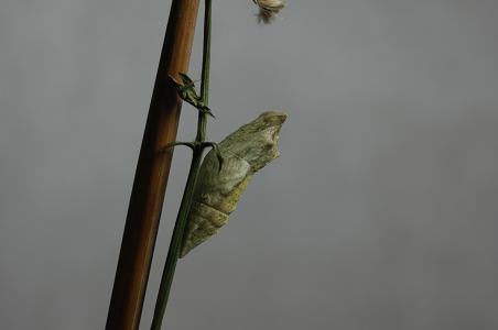 匉1