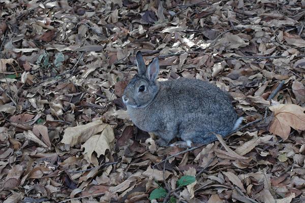 アナウサギ
